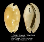 PLIOCENE-TAMIAMI FORMATION Siphocypraea floridana